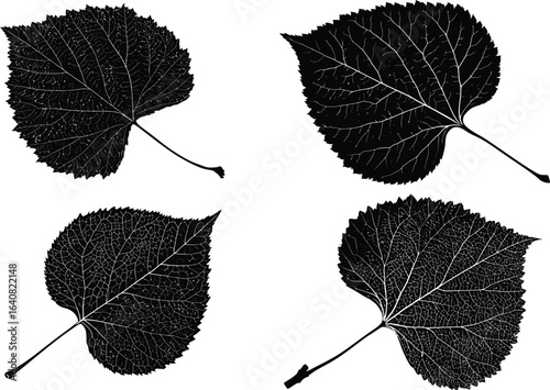 Black leaves, botanical elements EPS