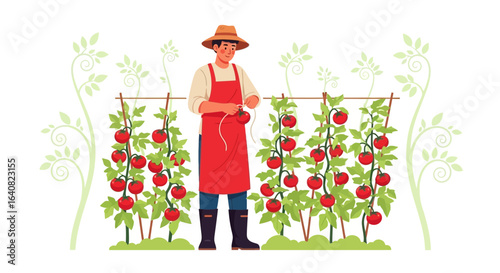 Young Man Growing Ripe Tomatoes in Vegetable Garden Flat Illustration