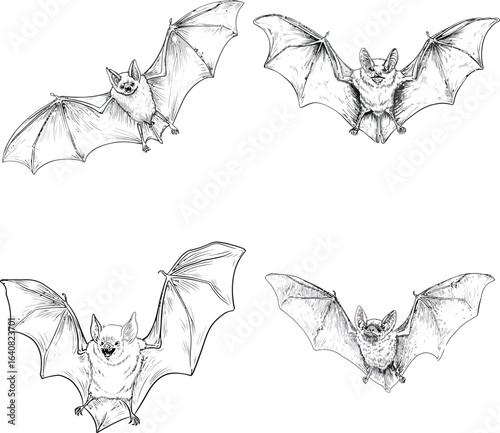 Flying Bats, Hand Drawn Sketches EPS