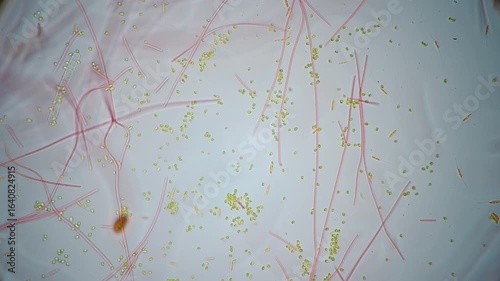 The amazing world of microbiology. Different bacteria, microbes and single-celled microorganisms are visible through a microscope. High-quality video

