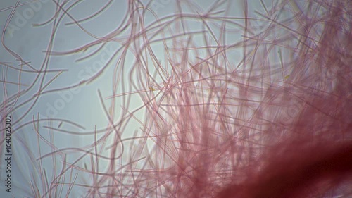 The amazing world of microbiology. Different bacteria, microbes and single-celled microorganisms are visible through a microscope. High-quality video
