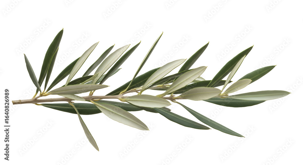 Fototapeta premium Olive Branch Leaves Sway Gently: Transparent Background