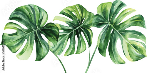 Watercolor painting of various green Monstera deliciosa leaves on a white background