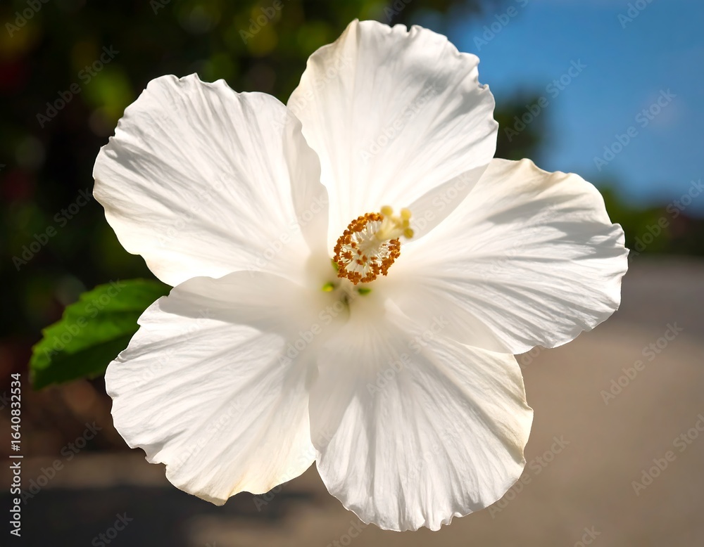 Fototapeta premium Close-up of a pristine white hibiscus