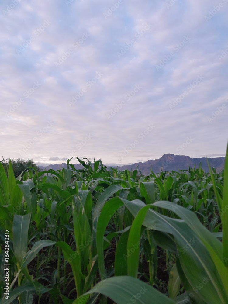 Fototapeta premium the corn field in indonesia