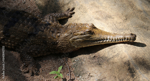 Australien Krokodil - Australian freshwater crocodile