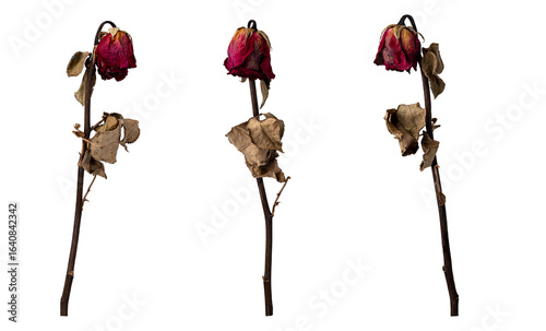 Cuadro en lienzo three wilted roses on white background