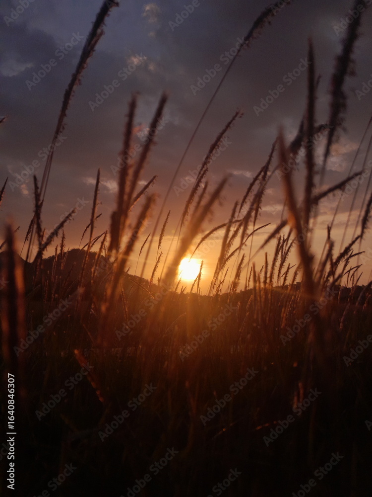 Fototapeta premium wild grass at the rice paddy field