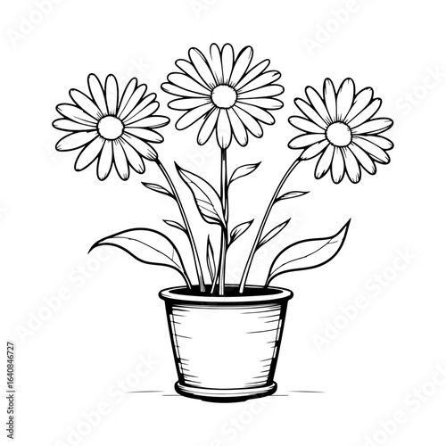 Using daisies in interior decoration: These daisies planted in pots bring a touch of nature into the home, symbolizing simplicity as well as freshness.