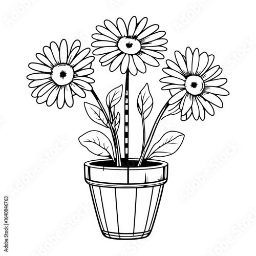 Using daisies in interior decoration: These daisies planted in pots bring a touch of nature into the home, symbolizing simplicity as well as freshness.