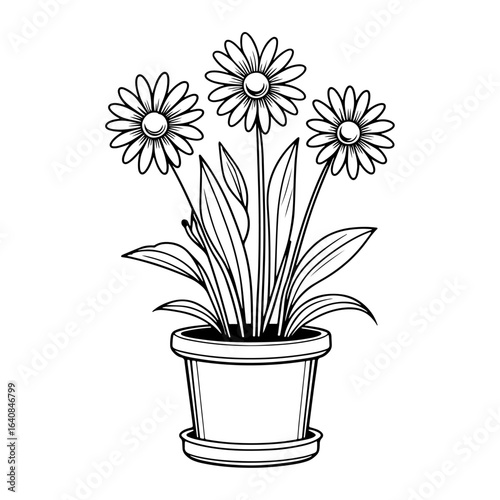 Using daisies in interior decoration: These daisies planted in pots bring a touch of nature into the home, symbolizing simplicity as well as freshness.