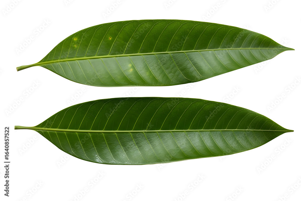 Obraz premium Two vibrant green mango leaves with prominent veins against a black background