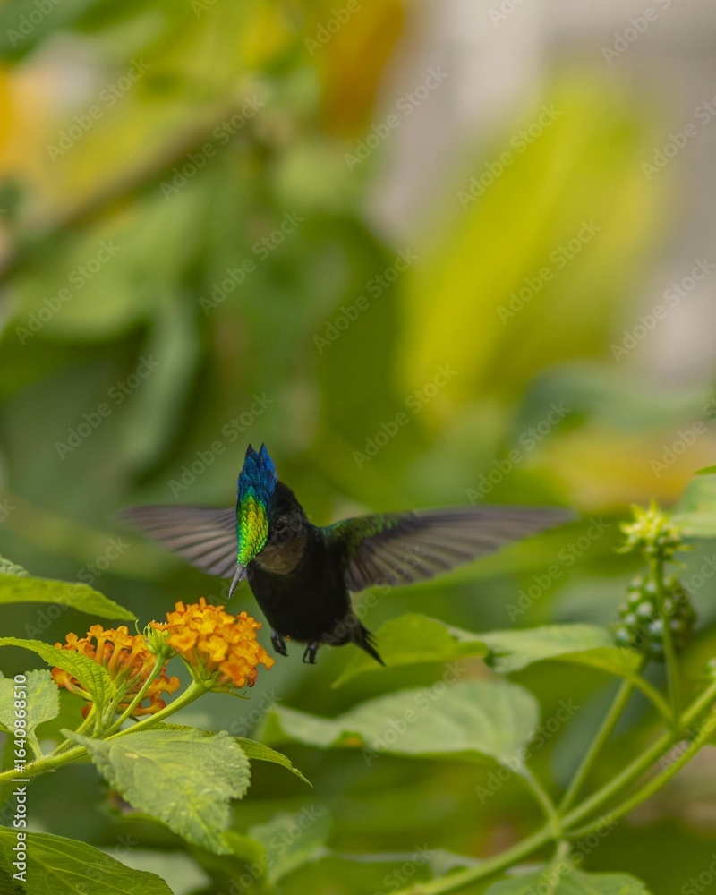 Fototapeta premium Antillean Crested Hummingbird Hovering Above Lantana Flowers