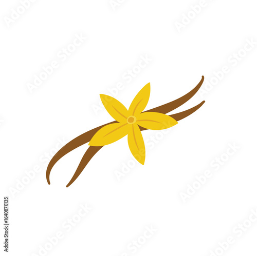 Vanilla flower with dried vanilla sticks vector illustration 