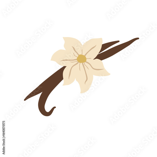 Vanilla flower with dried vanilla sticks vector illustration 