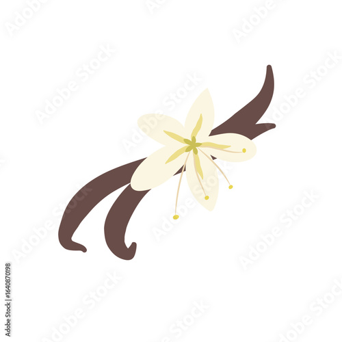 Vanilla flower with dried vanilla sticks vector illustration 