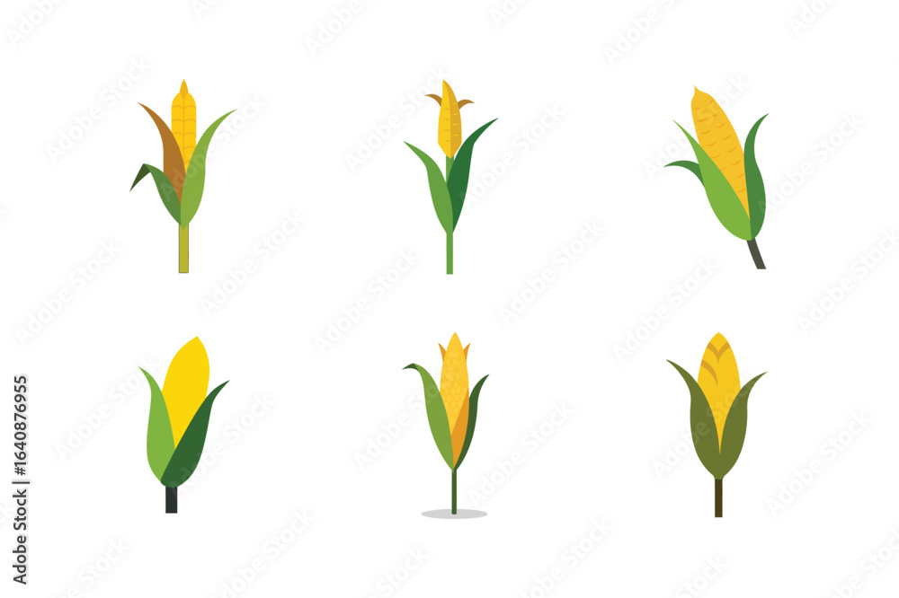 Fototapeta premium corn stalk color vector illustration set on white background