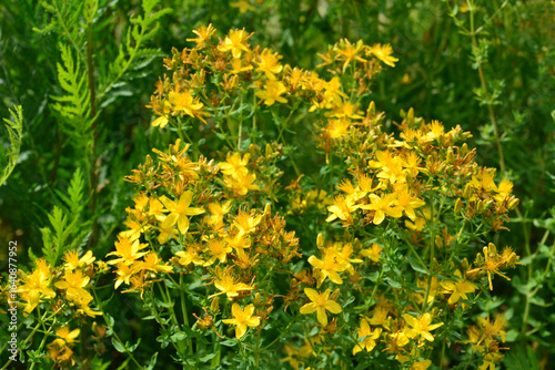 Fényképezés St. John's Wort Blooming in Sunlight