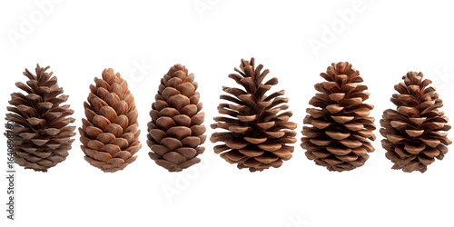 Six Pine Cones Lined Up in a Row conifer cone seed cone isolated on a transparent background