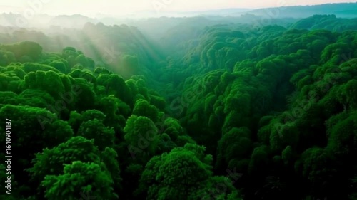 Mountain Stream Flowing Through Dense Forest
