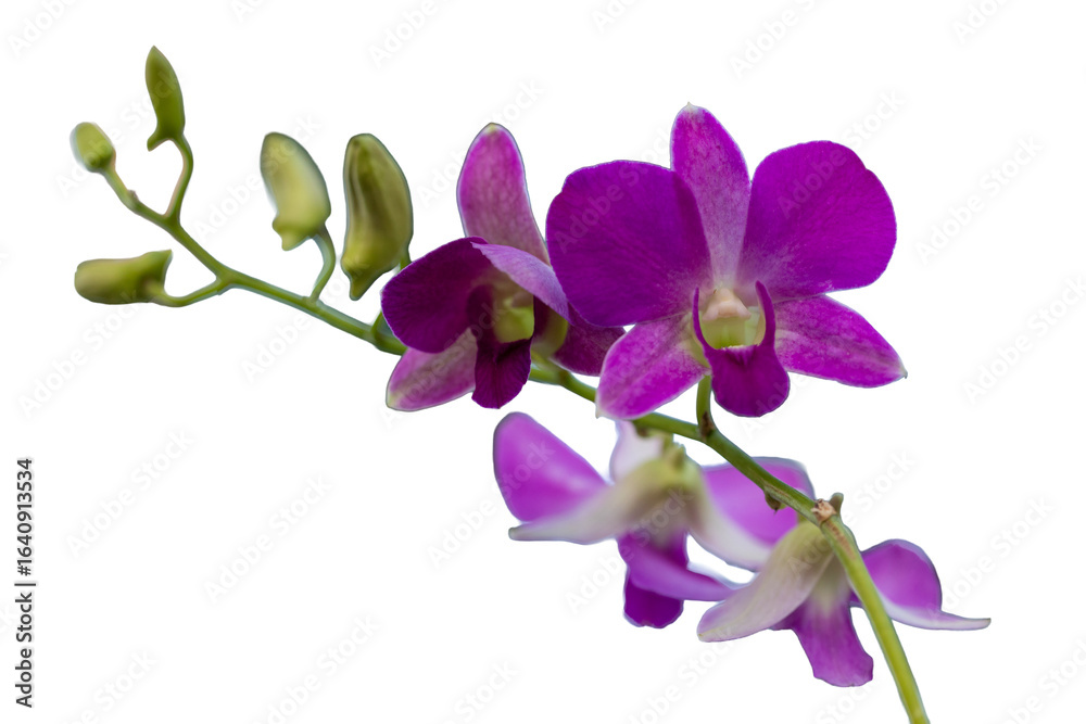 Obraz premium Beautiful purple and pink orchid flowers, isolated on a white background, display their delicate petals and tropical beauty