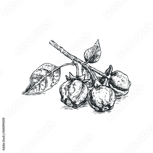 Sketch of ripe persimmons hanging from a branch with leaves