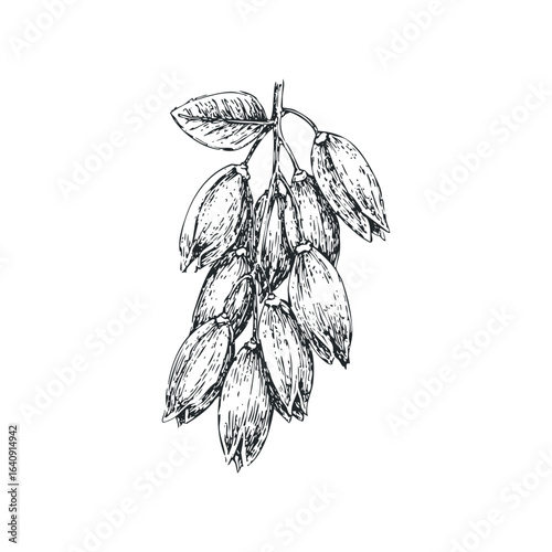 Hand drawn sketch of a cluster of ripening botanical pods on a branch