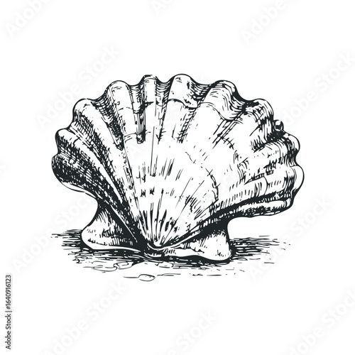 Detailed Hand Drawn Scallop Shell on White Background