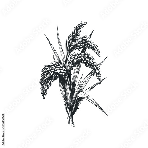 Hand Drawn Sketch of a Ripe Rice Stalk Bunch on White Background