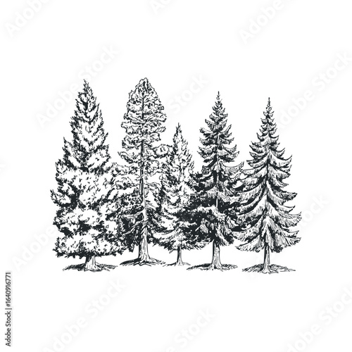 Group of Coniferous Trees in Hand Drawn Sketch Style