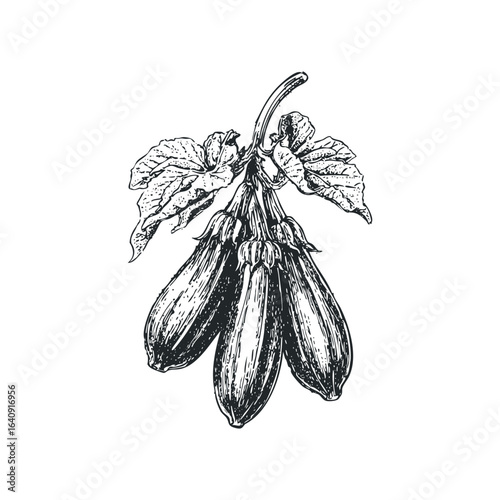 Black and white sketch of three ripe eggplants hanging with leaves