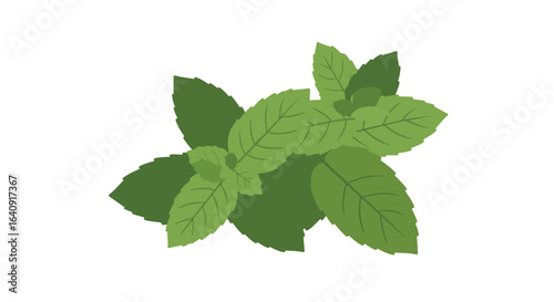 Mint leaves. Green, flat design of fresh sprigs, light and dark shading, isolated
