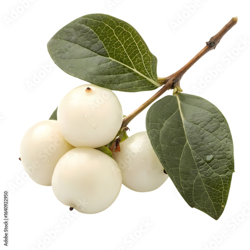 Snowberry Branch: Close-up of Creamy White Berries and Lush Green Leaves