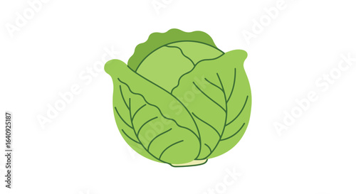 Green cabbage illustration, tightly wrapped leaves, crisp texture, white background