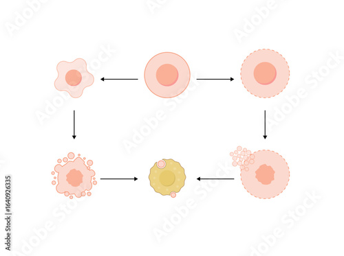 Apoptosis, programmed cell death. Necrosis, pathologic cell death. Vector illustration.	