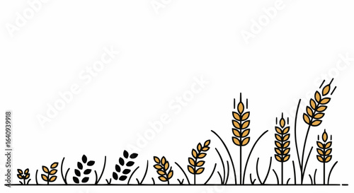 The lifecycle of golden wheat, growing step by step.