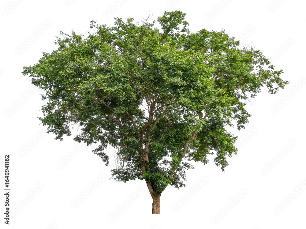 Obraz premium PNG tree transparent background, No original background