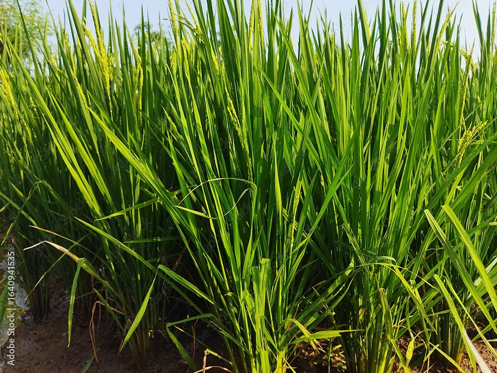 Obraz premium Close-up view of lush green rice plants in the paddy field, showing vibrant leaves and early grain growth, ideal for agriculture and nature backgrounds