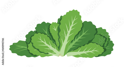 Fresh bunch of green leafy lettuce. Veins are visible on each leaf