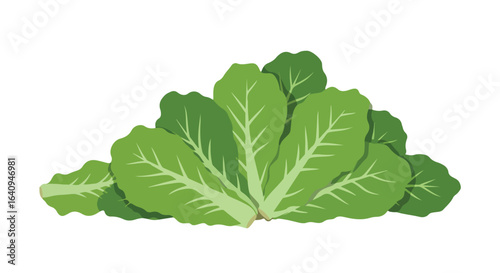 Fresh green lettuce is on display. Crisp leaves show veins on white