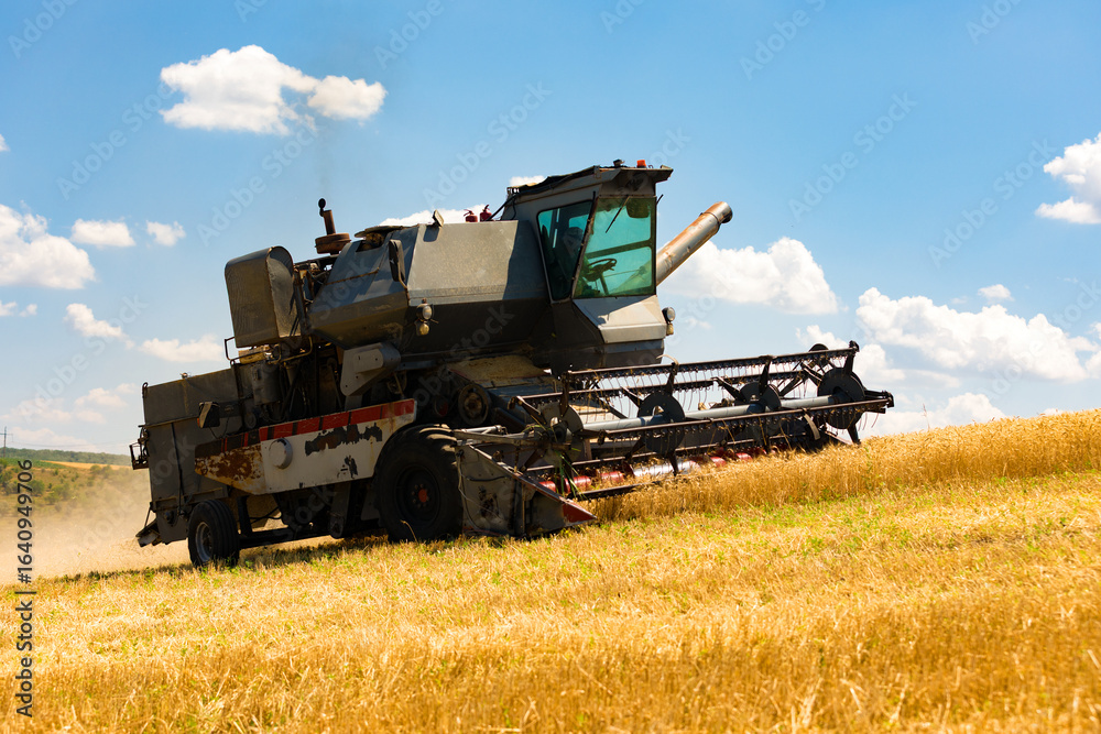 Fototapeta premium Aged agricultural combine harvesting golden wheat on a sunny day with blue sky and scattered clouds over sloped farmland.
