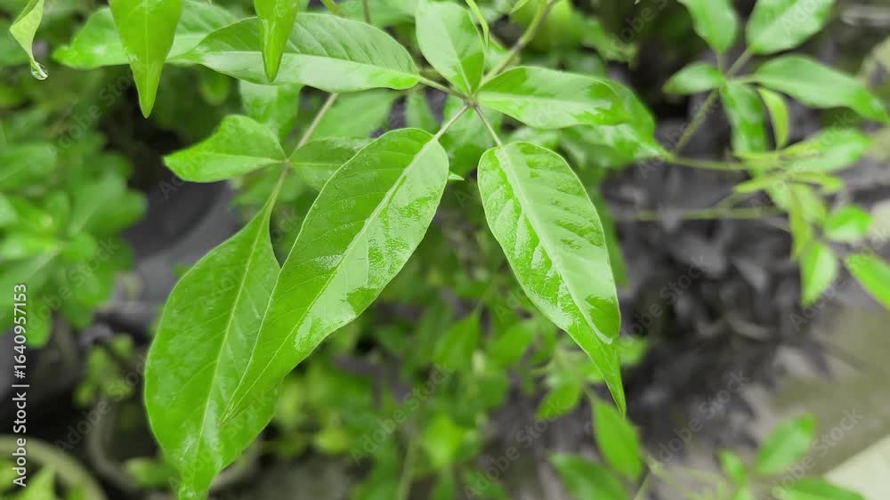 Closeup of a vibrant green leaves of the Vitex negundo plant, commonly known as Lagundi or the Five-leaved Chaste Tree, saturated with recent rainfall, appearing glossy and fresh. Closeup of a vibrant green leaves of the Vitex negundo plant, commonly known as Lagundi or the Five-leaved Chaste Tree, saturated with recent rainfall, appearing glossy and fresh.