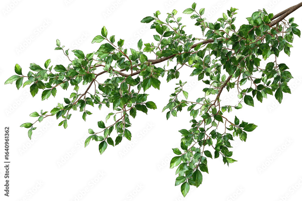 A close-up of a leafy branch with numerous small leaves A close-up of a leafy branch with numerous small leaves