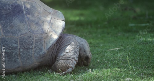 Galápagos Tortoise Eating Grass