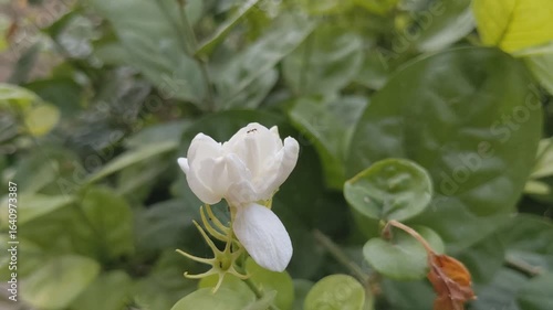 spring flowers of a white lilac with ant 