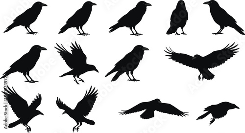 Silhouettes of crows in various flying and standing poses, perfect for nature, bird watching, wildlife, and outdoor designs