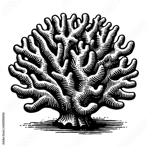 Detailed Coral Sea Ocean Reef Marine Life Black and White Outline Line Art Drawing Vintage Engraving