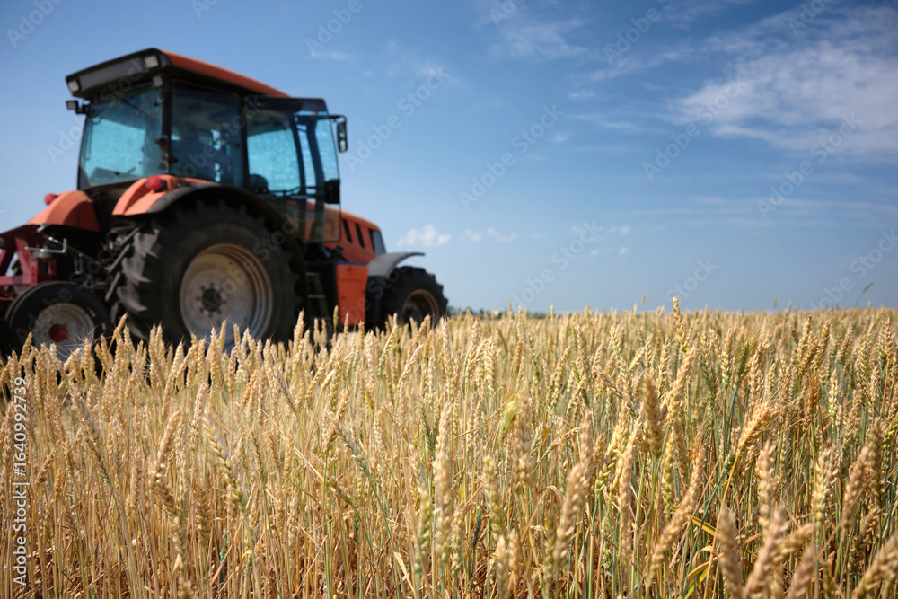 Ears of ripe wheat field against the background of a tractor and blue sky with clouds. Ears of ripe wheat field against the background of a tractor and blue sky with clouds.