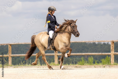 Icelandic horse in tölt gait during equestrian tournament