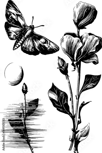 Vintage engraved illustration of moth with nocturnal flower silhouettes